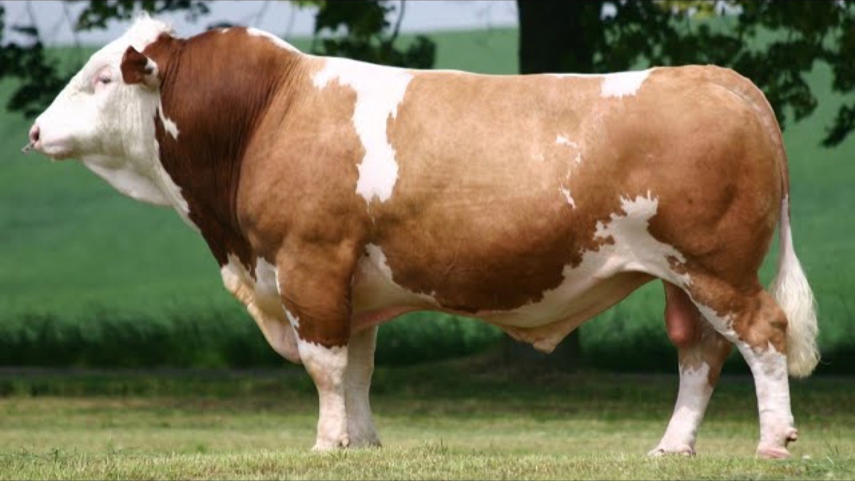 Asl Simmental sigir sotiladi — sog'in, yuqori sut mahsuldorligi
